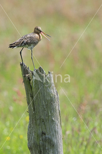 Black-tailed Godwit (Limosa limosa)