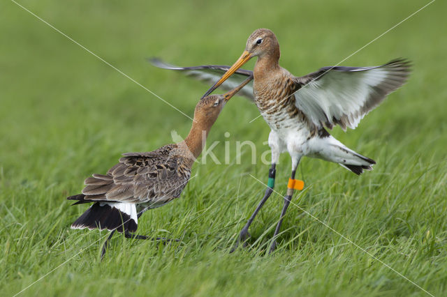 Black-tailed Godwit (Limosa limosa)