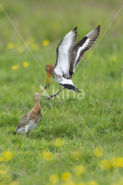 Black-tailed Godwit (Limosa limosa)