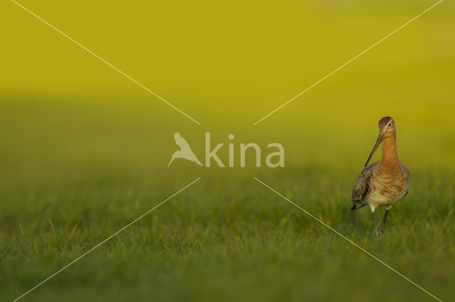 Black-tailed Godwit (Limosa limosa)