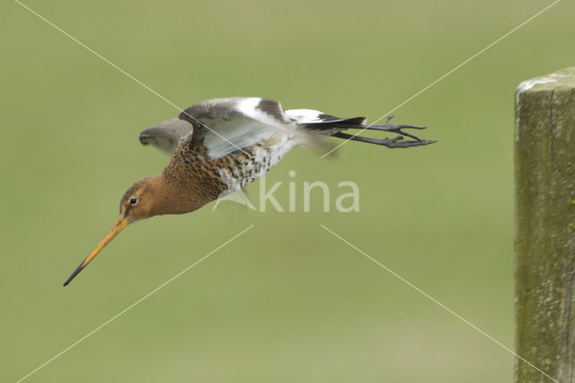 Black-tailed Godwit (Limosa limosa)