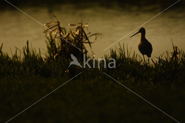 Black-tailed Godwit (Limosa limosa)