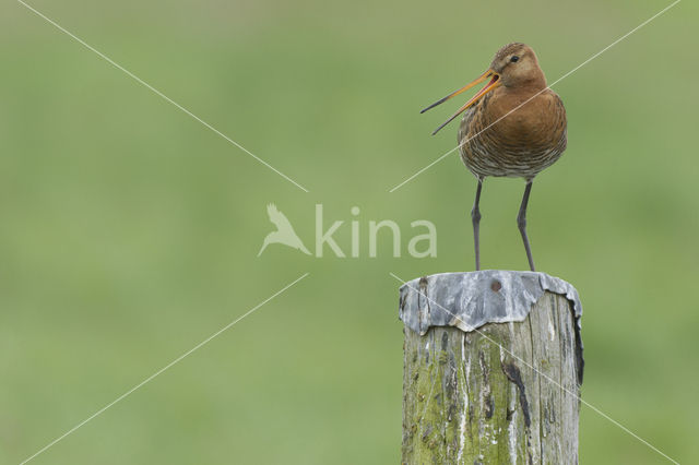 Black-tailed Godwit (Limosa limosa)