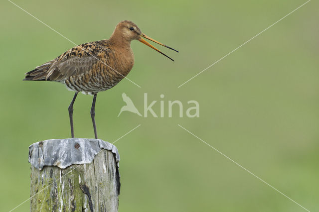 Black-tailed Godwit (Limosa limosa)