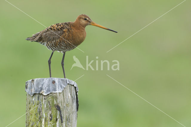 Black-tailed Godwit (Limosa limosa)