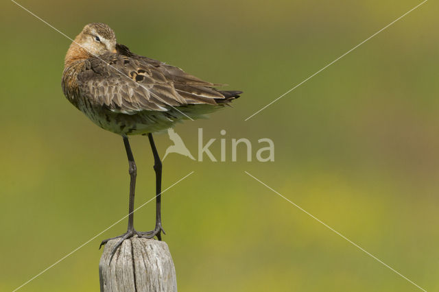 Grutto (Limosa limosa)