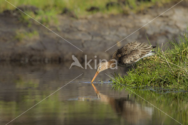 Black-tailed Godwit (Limosa limosa)