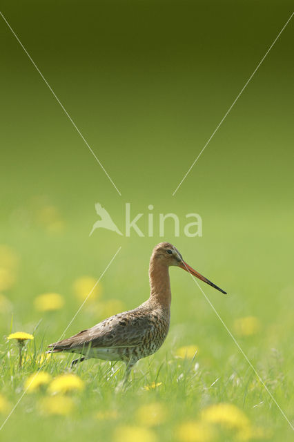 Black-tailed Godwit (Limosa limosa)