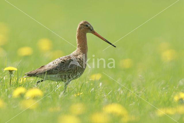 Black-tailed Godwit (Limosa limosa)