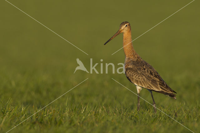 Black-tailed Godwit (Limosa limosa)