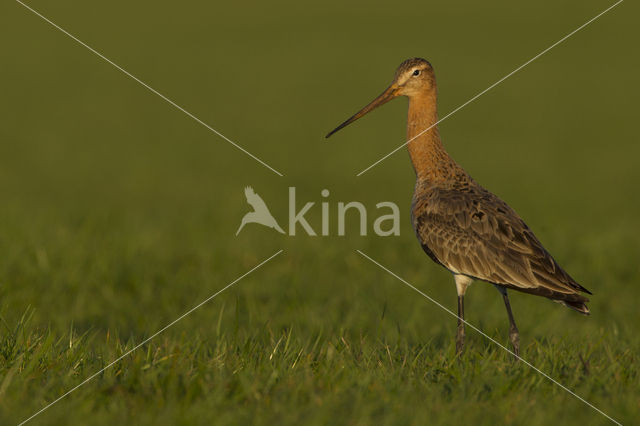 Black-tailed Godwit (Limosa limosa)