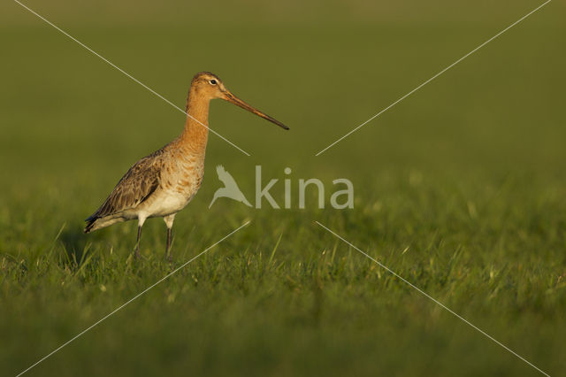 Black-tailed Godwit (Limosa limosa)