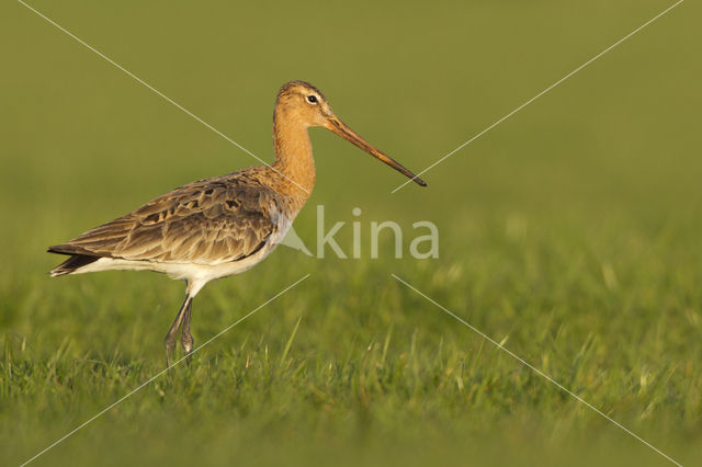 Black-tailed Godwit (Limosa limosa)