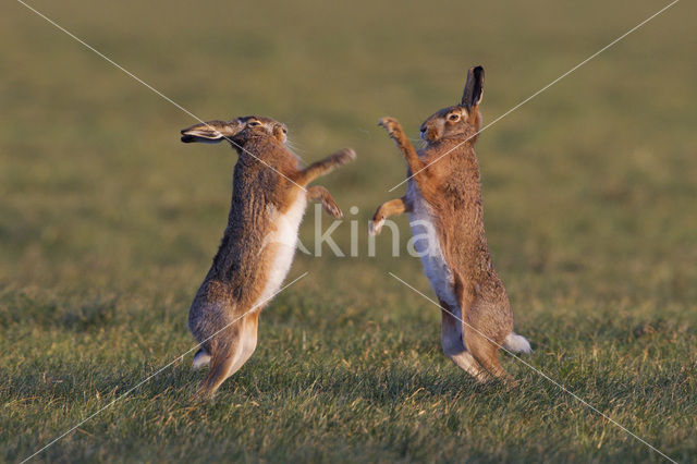 Haas (Lepus europaeus)