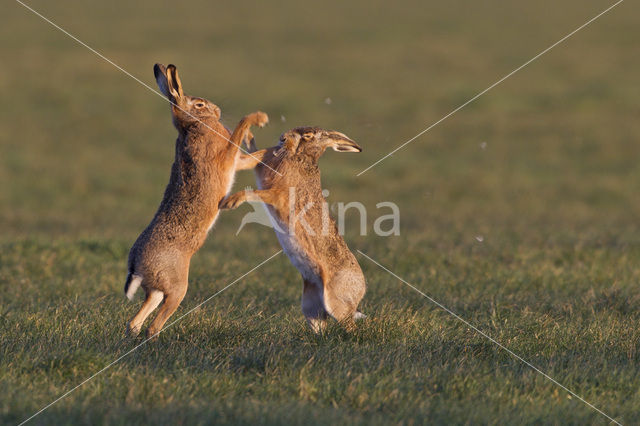 Brown Hare (Lepus europaeus)