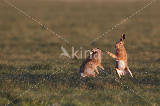 Brown Hare (Lepus europaeus)