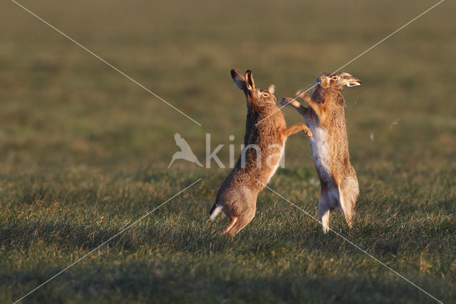 Brown Hare (Lepus europaeus)