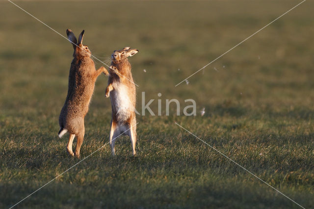 Brown Hare (Lepus europaeus)
