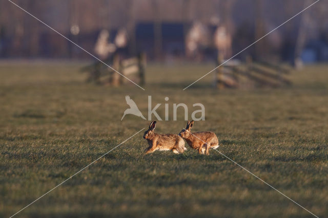 Brown Hare (Lepus europaeus)