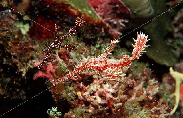 Harlequin ghost pipefish (Solenostomus paradoxus)