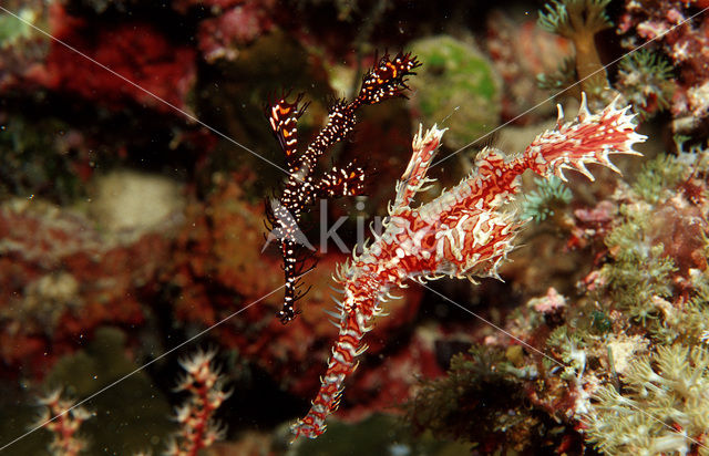 Harlekijn Spookfluitvis (Solenostomus paradoxus)