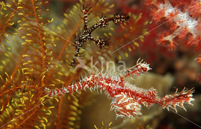 Harlekijn Spookfluitvis (Solenostomus paradoxus)