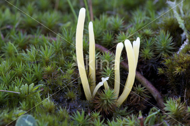 Moor Club (Clavaria argillacea)