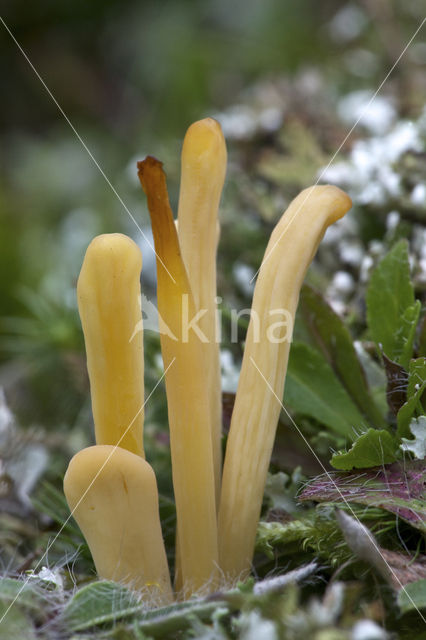 Heideknotszwam (Clavaria argillacea)