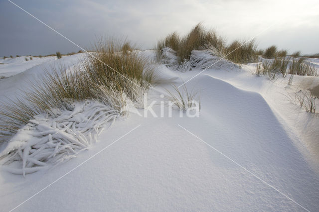 Marram (Ammophila arenaria)