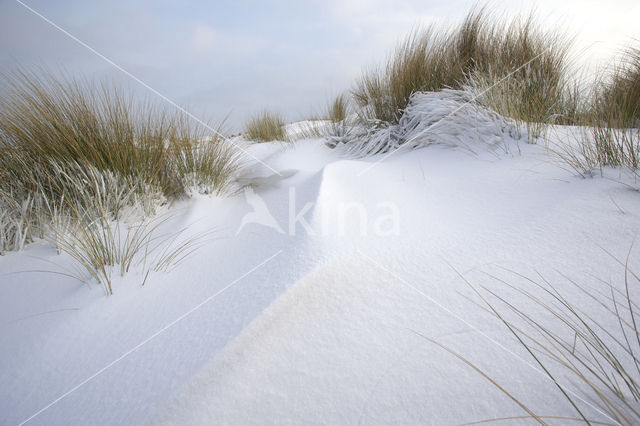 Marram (Ammophila arenaria)