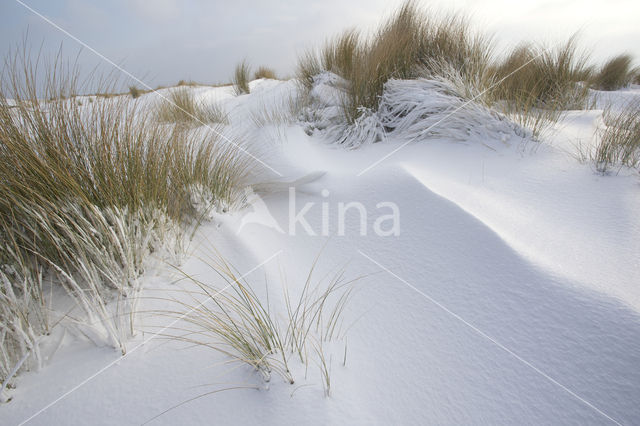 Marram (Ammophila arenaria)