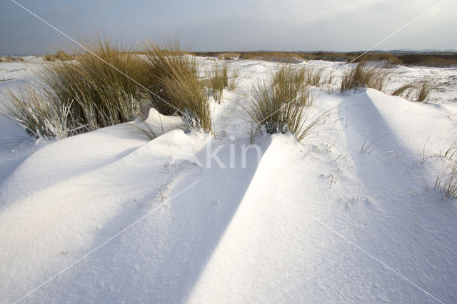 Marram (Ammophila arenaria)