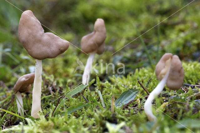 Elastic Saddle (Helvella elastica)