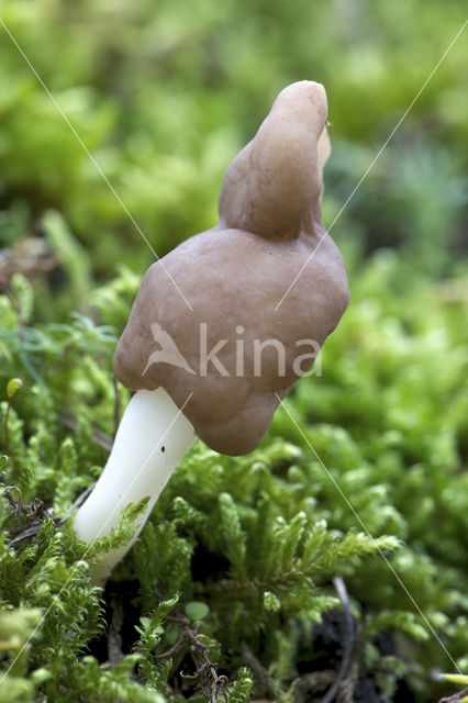 Holsteelkluifzwam (Helvella elastica)