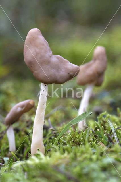 Elastic Saddle (Helvella elastica)