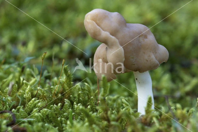 Elastic Saddle (Helvella elastica)