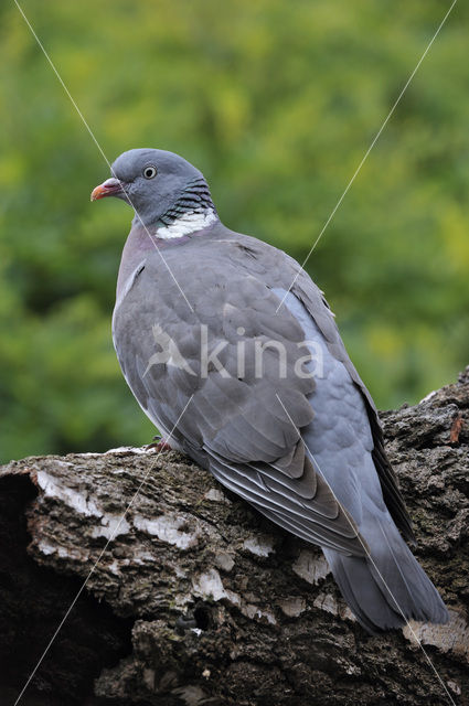 Houtduif (Columba palumbus)