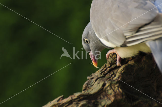 Houtduif (Columba palumbus)