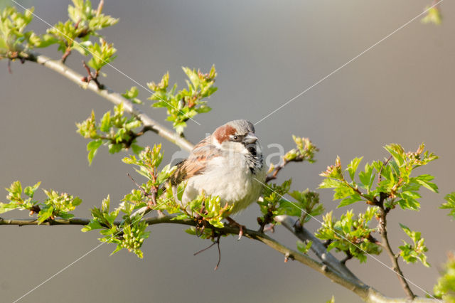 House Sparrow (Passer domesticus)