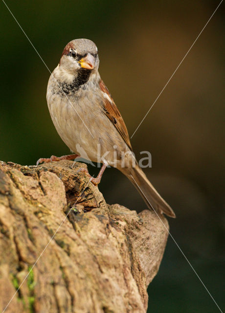 House Sparrow (Passer domesticus)