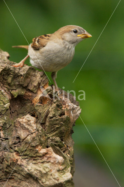 Huismus (Passer domesticus)