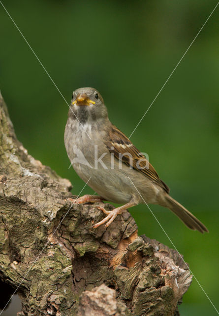 Huismus (Passer domesticus)