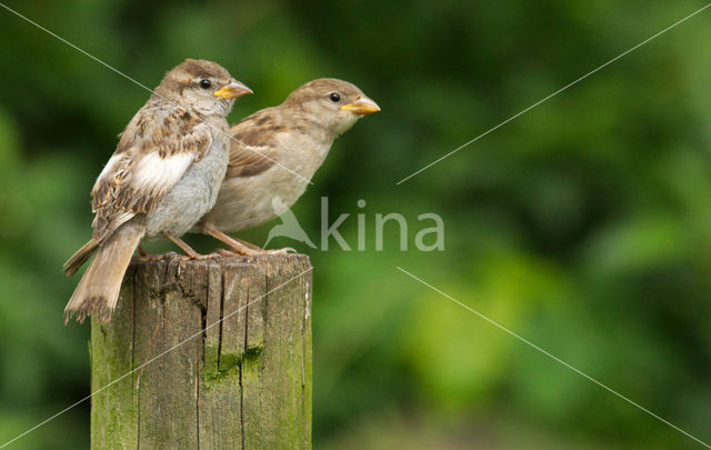 House Sparrow (Passer domesticus)