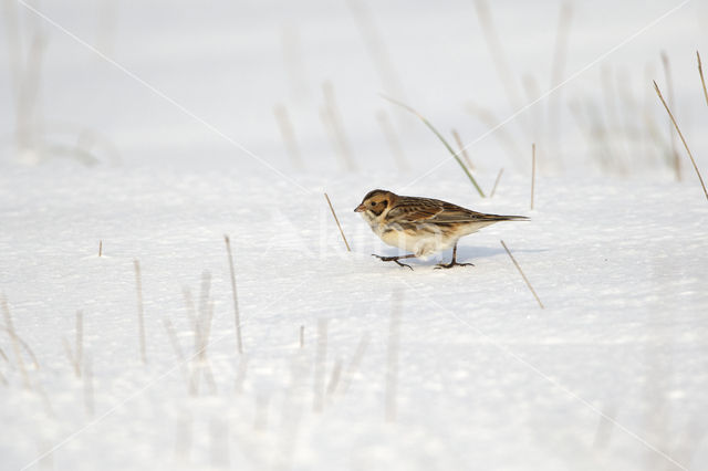 IJsgors (Calcarius lapponicus)