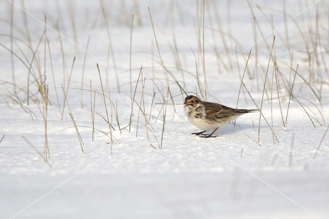 Lapland Bunting (Calcarius lapponicus)