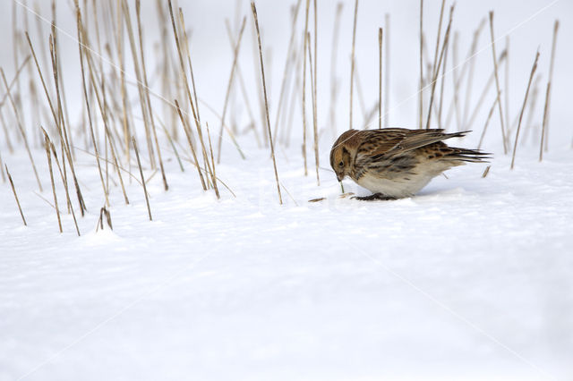 Lapland Bunting (Calcarius lapponicus)