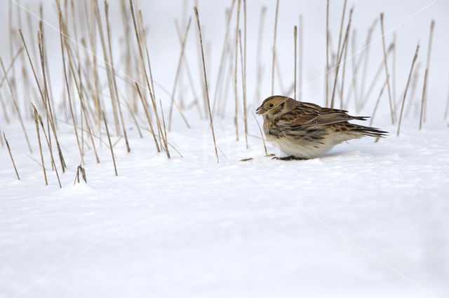 Lapland Bunting (Calcarius lapponicus)