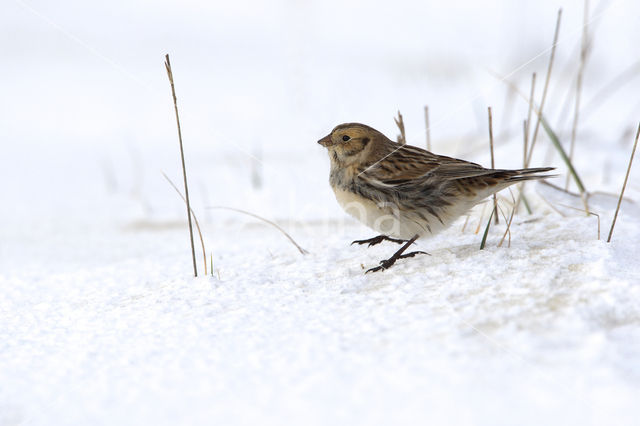 Lapland Bunting (Calcarius lapponicus)