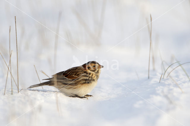 Lapland Bunting (Calcarius lapponicus)