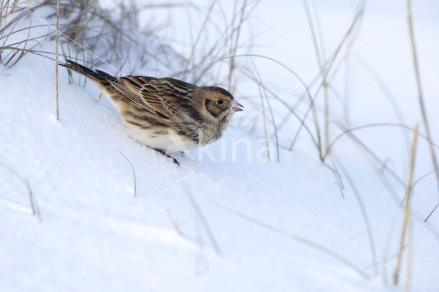 Lapland Bunting (Calcarius lapponicus)